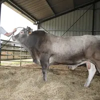 Une partie des taureaux sont détenus en copropriété en portant une grande attention au choix des origines et de la morphologie. Même s’il ne sera pas