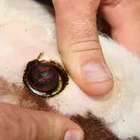 5 Vérification de l’anneau de cautérisation et de son cercle blanc continu. Il est en revanche totalement inutile de faire sauter le cornillon. Ce der