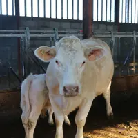 "Un veau qui ne se lève pas se remarque rapidement ce qui permet de le prendre en charge sans délai », soulignent les éleveurs interrogés sur leur con