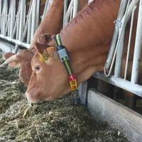 France Limousin sélection a choisi d'opter pour le capteur Heatime Pro distribué par Evolution.  © F. d'Alteroche