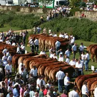L'annulation de la plupart des salons et concours aura indéniablement marqué cette triste année 2020, et a forcément perturbé le commerce des animaux