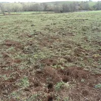 Une prairie multiespèce (graminées/trèfle violet) chez Didier Rispal. Semée en 2019, elle a été ravagée à l’automne dernier par les campagnols, friand