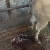 Une vache bien malade avec présence d’hémoglobine dans les urines. © S. Cercelet
