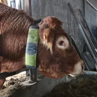 Les objets connectés au service de l’homme et de l’animal ne sont pas un simple divertissement. S’ils apportent une meilleure connaissance des animaux