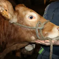 La qualité de la corde utilisée est importante et il est encore plus important que ce licol en corde soit correctement posé.  © F. d'Alteroche