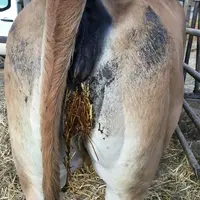 Cette vache avait tous les signes caractéristiques de la vache prête à vêler : ligaments « cassés »,  glaires « gras » et queue légèrement levée. © S.