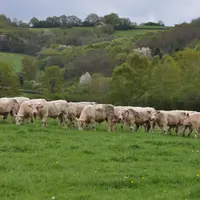 Mis à l'herbe de bonne heure, les taurillons réalisent de bonnes croissances compensatrices avec une bonne utilisation de l'herbe issue de la pousse e