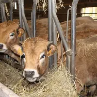 Broutardes sevrées. Le bâtiment pour vaches laitières datant de 1991 a été réaménagé avec deux cases à veaux à la place de la salle de traite, un boxe