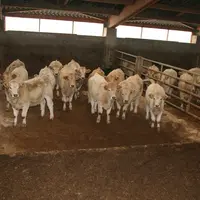 La forte demande italienne pour les laitonnes a soutenu les prix des femelles, tandis que les cours des mâles restent bas. © F. d'Alteroche