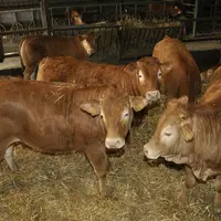 L’éleveur étant équipé d’une fabrique d’aliment à la ferme automatisée, il fait une formule pour les veaux mâles et une pour les femelles (avec un peu