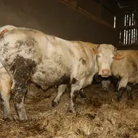 Hilma, cette vache de 9 ans, fille de Populair née en novembre 2012 est le bon exemple d’animal efficace pour faire du revenu. Elle a vêlé pour la pre