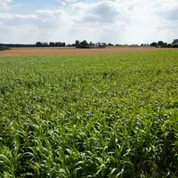Monster PPS © J. Greffier/Limagrain Europe
