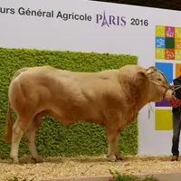 Marc-Antoine et Christophe, avec Istarra, taureau en copropriété et deuxième prix au Salon de l’agriculture de 2016. © DR