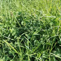 Cette prairie composée de graminées (41 % de fétuque élevée, 18 % de dactyle, 6 % de ray-grass anglais) et de légumineuses (14 % de trèfle violet, 15