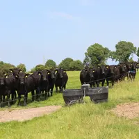 L’éleveur saisit une fois par semaine ses données d’estimation de la biomasse présente dans chaque parcelle sur l’appli PastureBase. © S. Bourgeois