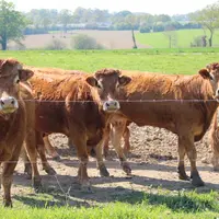 Les principes de la Loi de santé animale sont la prévention et la biosécurité, autrement dit "mieux vaut prévenir que guérir". © S.Bourgeois - archive