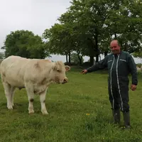 Ces bœufs âgés de 20 mois ont été hivernés en plein air avec une ration essentiellement pâturée et seront mis à l’engrais en cours d’été pour être aba