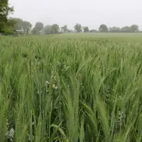 Le rendement moyen du méteil grain et des céréales est en moyenne de 25 quintaux à l'hectare, mais cette année le méteil affichait début mai un meille