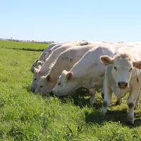 Passer du temps à anticiper, à organiser puis, à gérer le pâturage pour le faire durer le plus longtemps possible doit ensuite permettre de limiter le