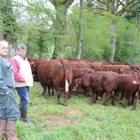 Les lots de vaches suitées de femelles sont mis à l'herbe de bonne heure et ne sont pas complémentées.  © F. d'Alteroche