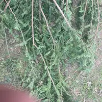 Les branches d'if abandonnées dans la pâture sont les fautives.