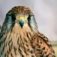 Faucon crécerelle © Adobe Stock