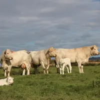 Le début 2021 laisse présager une embellie côté prix pour la viande bovine au second semestre. © C. Delisle