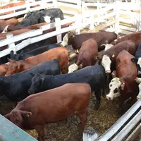 En 2020, le Brésil, l’Argentine, l’Uruguay et le Paraguay représentent une production de 13 millions de téc soit un quart de la production mondiale et
