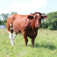 Paméla, mascotte de l’élevage, est la fille de la vache offerte à l’éleveur à son départ du Syndicat de défense de la Maine-Anjou. © C. Delisle