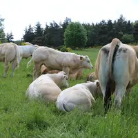 Toute la partie croisement est gérée par IA et le lot de vaches suitées des mâles croisés reste à proximité du siège de l’exploitation.  © F. d'Altero