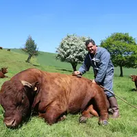 Matthieu Fages achète une moyenne d’un taureau salers par an dont certain en copropriété en accordant une importance particulière au caractère à l’ima