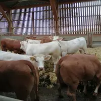 Si les Italiens affichent autant d’empressement ces dernières années pour acheter des laitonnes, c’est aussi pour les mêmes raisons que le groupe Carr