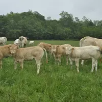 Les deux à trois lots de vaches et le lot des génisses sont conduits en pâturage tournant (4-5 parcelles par lot) avec accès commun à un point d’eau.
