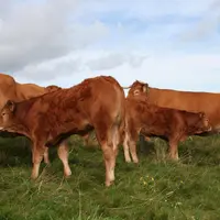 Les poids à âge type de chaque veau seront recalculés après chaque pesée pour les optimiser à partir de l’ensemble des données disponibles si un coupl