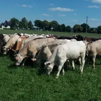 Différents types génétiques, en croisés et un en pur (normand) sont comparés. Le produit viande représente un levier pour améliorer les revenus des ex