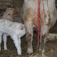 « Les pratiques peuvent vraiment influencer la qualité du colostrum. Le but de cette étude était de faire un retour éleveur pour de meilleures pratiqu