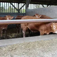 Parmi les producteurs de viande bovine, ce sont surtout les engraisseurs de jeunes bovins qui se heurtent de plein fouet à cette problématique.