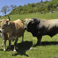 Les taureaux sont achetés en station et en ferme, dont un en copropriété. Ils sont retirés des troupeaux en août pour éviter des vêlages trop tardifs.