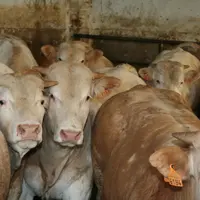 La France produit moins de jeunes bovins mais en consomme davantage