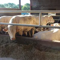 Chaque animal est identifié « à la boucle » sur le contrat qui peut porter sur neuf mois, quand le contrat est engagé à l’entrée en engraissement, et