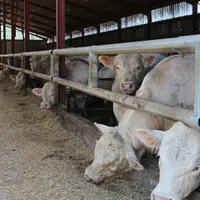 « Nous pensons que le marché des jeunes bovins va continuer à se segmenter et notre volonté est d’accompagner les éleveurs dans cette voie », explique
