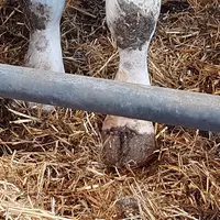 De nombreux cas de lésions en face dorsale sur les antérieurs ont été observés. Ce résultat doit donc inciter à regarder les pieds des animaux lorsqu’