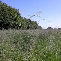 L’égrainage naturel a contribué, dans le contexte de l’étude, à accélérer la diminution du taux de légumineuses et n’a pas eu d’impact positif sur le