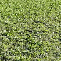 Le plantain a bouché les trous et les vaches l’ont bien pâturé en première année. Mais il a disparu de la prairie en deuxième année.