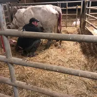 Les vaches fraîches vêlées sont plus faciles à traire juste après la mise bas lorsque leur principale préoccupation est de s’occuper des veaux nouveau