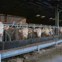 L’engraissement des vaches repose sur un équilibre à trouver entre l’animal, les ressources disponibles et le marché visé, à réfléchir à l’échelle du