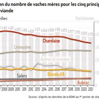 Des effectifs charolais pénalisés par la « charrue »