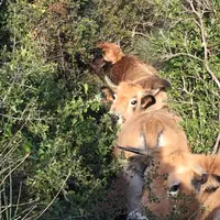 Le pâturage sur pied a un rôle très favorable pour limiter le risque d’incendies. Les vaches créent peu à peu de petits couloirs au cœur de la végétat