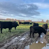 De l'eau est présente par période en surface sur certaines parcelles.