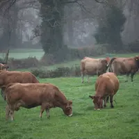 La qualité de l'herbe d'hiver demeure proche de celle de l’herbe d’automne quand la pousse persiste.